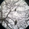 Majestic Bald Eagle And Red-Tailed Hawk Face-Off In NYC